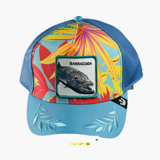 Barracuda